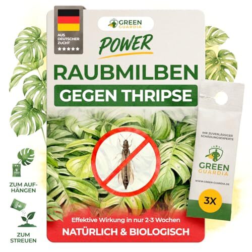 GREEN GUARDIA Power Raubmilben gegen Thripse – 3 Tüten -Biologisches Mittel zur effektiven Thripse Bekämpfung für Zimmer- & Zierpflanzen sowie Canna. – umweltfreundlich,chemiefreie Mittel
