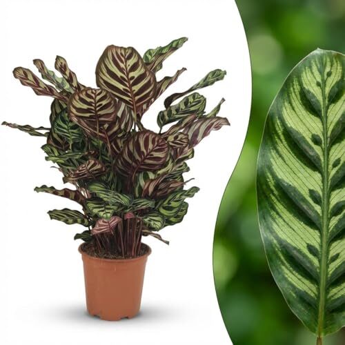 Green boutiQ - Zimmerpflanze - Pfauen-Korbmarante - Calathea Makoyana - Grün - Pflegeleicht - 1 Pflanze - Topf 19cm - Höhe 70cm