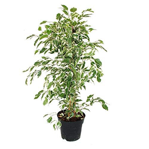 Ficus benjamini "Twilight" 17cm Topf