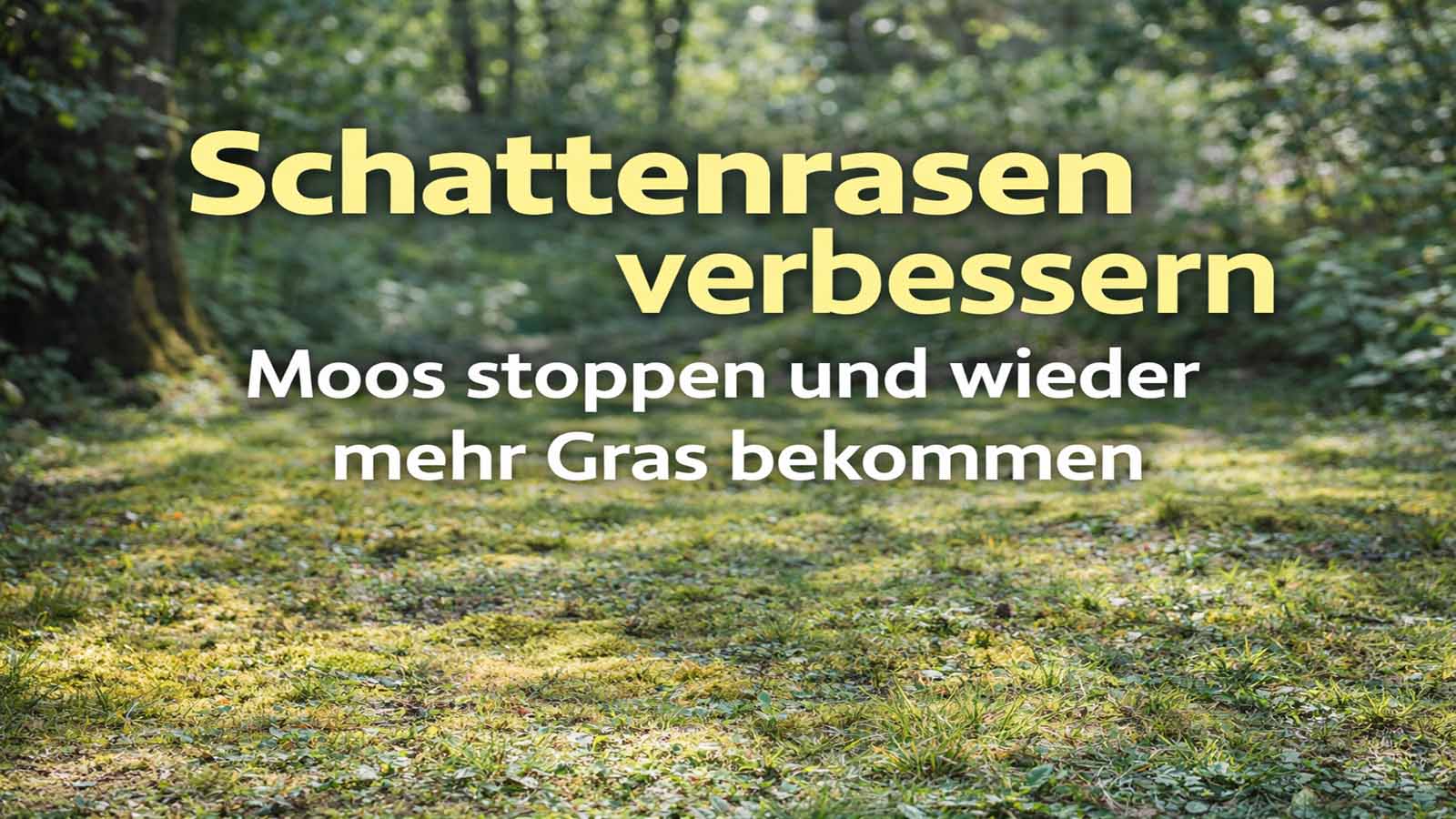 Moosiger Rasen im Schatten unter Bäumen mit Sonnenflecken – Schattenrasen verbessern.