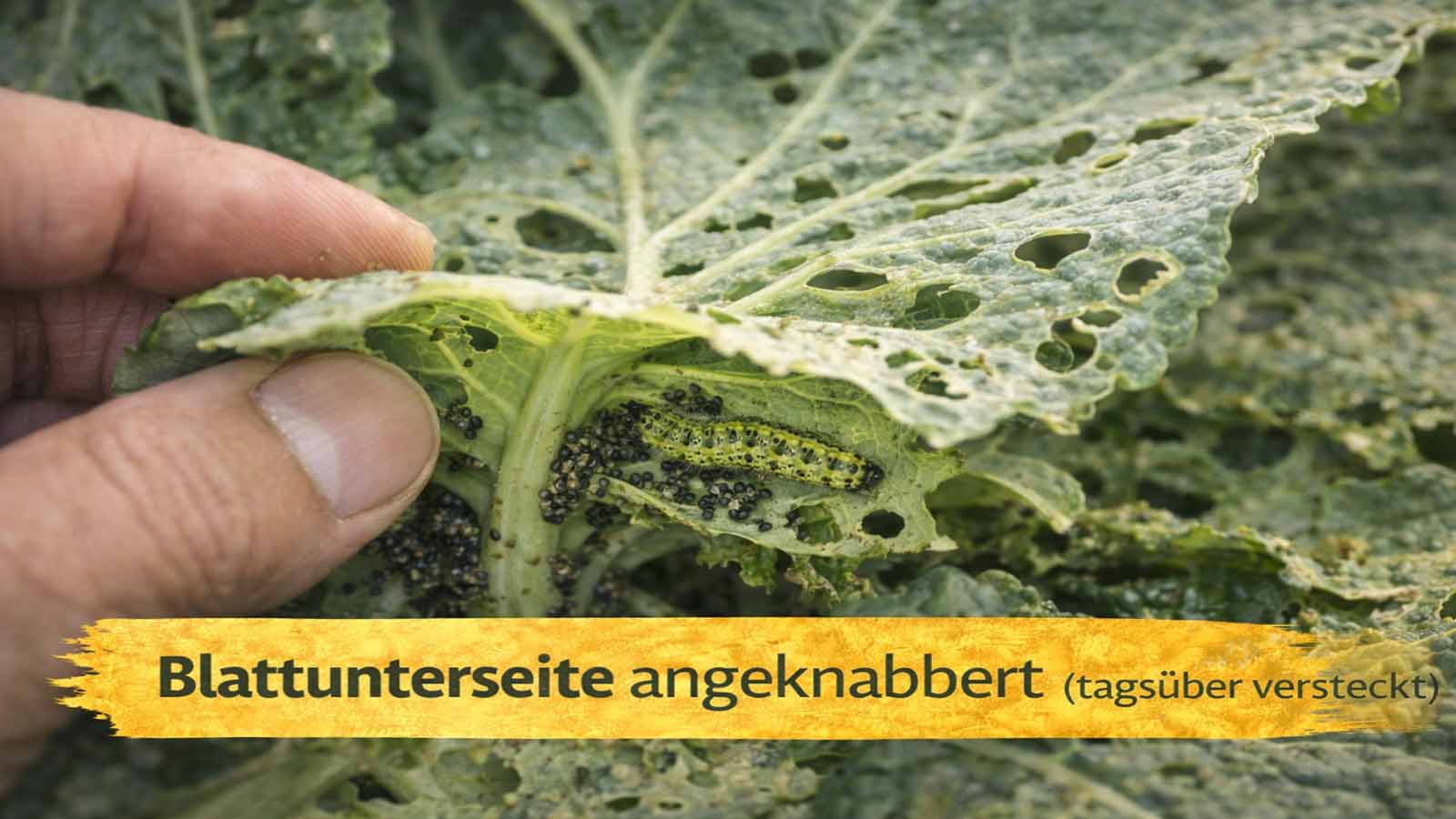 Hand dreht ein Kohlblatt um: Fraß beginnt an der Blattunterseite, eine Raupe sitzt versteckt nahe am Blattstiel; oben sind erste Fraßlöcher sichtbar, daneben dunkle Kotkrümel.