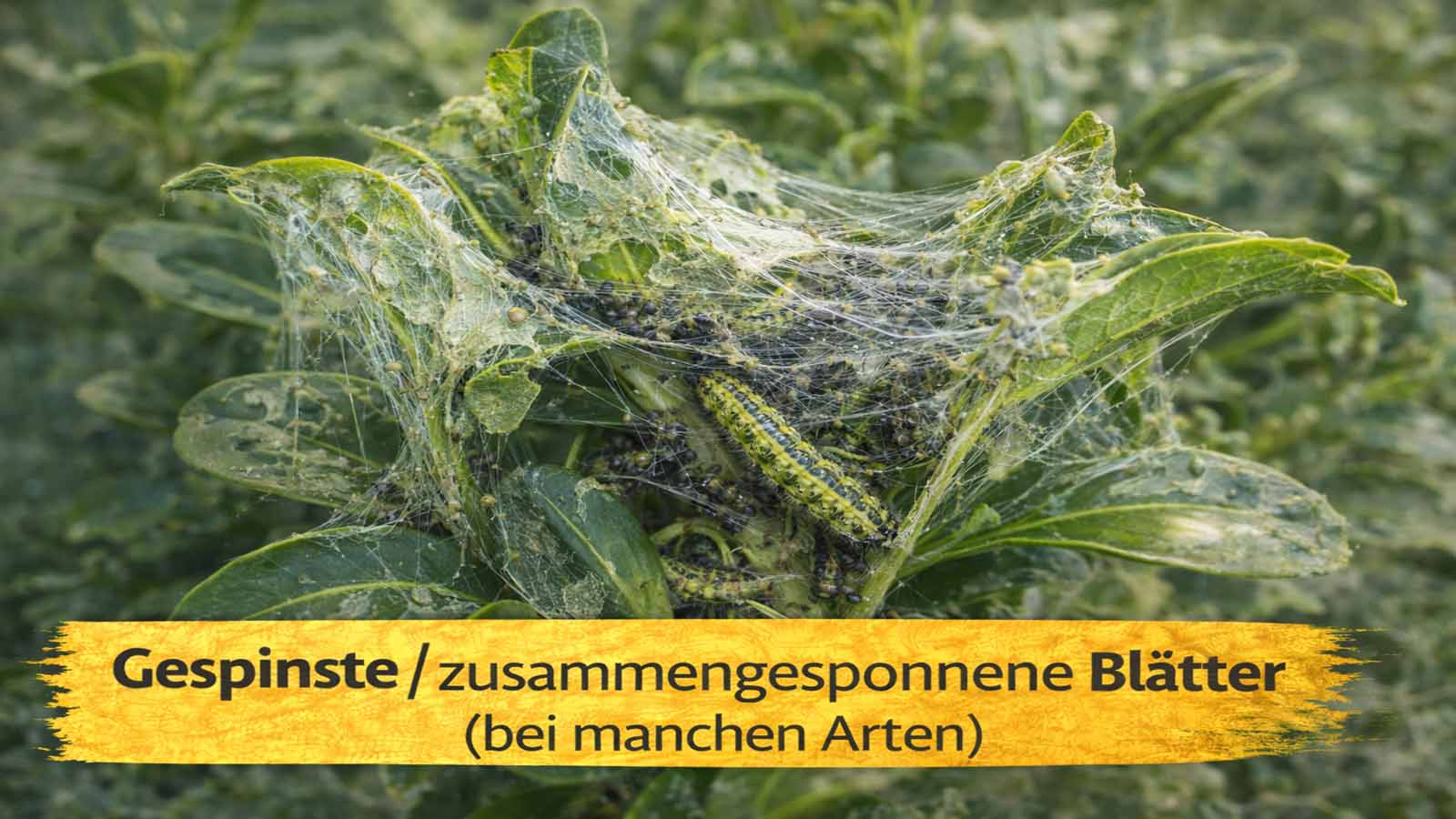 Nahaufnahme von zusammengesponnenen Blättern mit dichten Gespinsten: innen sitzen Raupen und viele dunkle Kotkrümel – typisches Warnsignal bei Raupen (z. B. am Buchsbaum).