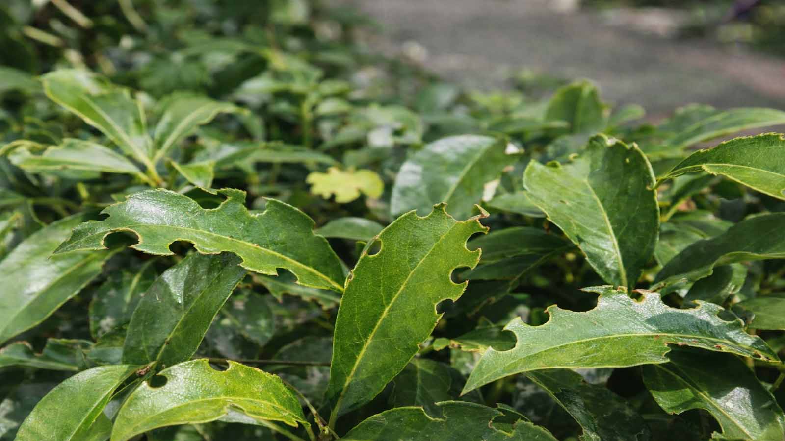 Nahaufnahme von grünen Blättern mit typischen halbkreisförmigen Buchten am Blattrand (Halbmondfraß) durch Dickmaulrüssler; mehrere Blätter betroffen, Hintergrund unscharf.
