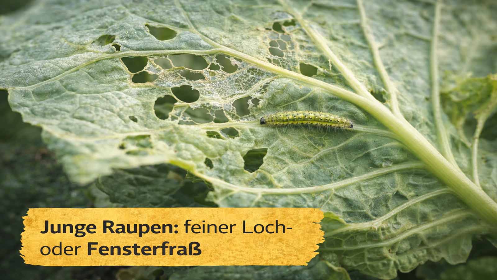 Nahaufnahme einer jungen Kohlweißling-Raupe auf der Blattunterseite: feiner Lochfraß und Fensterfraß mit durchscheinenden Blattbereichen.