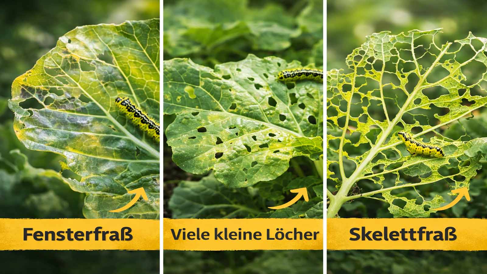Dreiteiliges Vergleichsbild von Raupenfraß an Blatt: Fensterfraß (durchscheinend), viele kleine Löcher und Skelettfraß (Blattadern bleiben stehen).