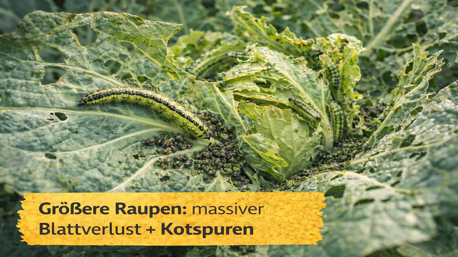 Nahaufnahme von größeren Kohlweißling-Raupen am Kohl: stark angefressene Blätter mit großen Löchern und viele dunkle Kotkrümel in den Blattachseln.