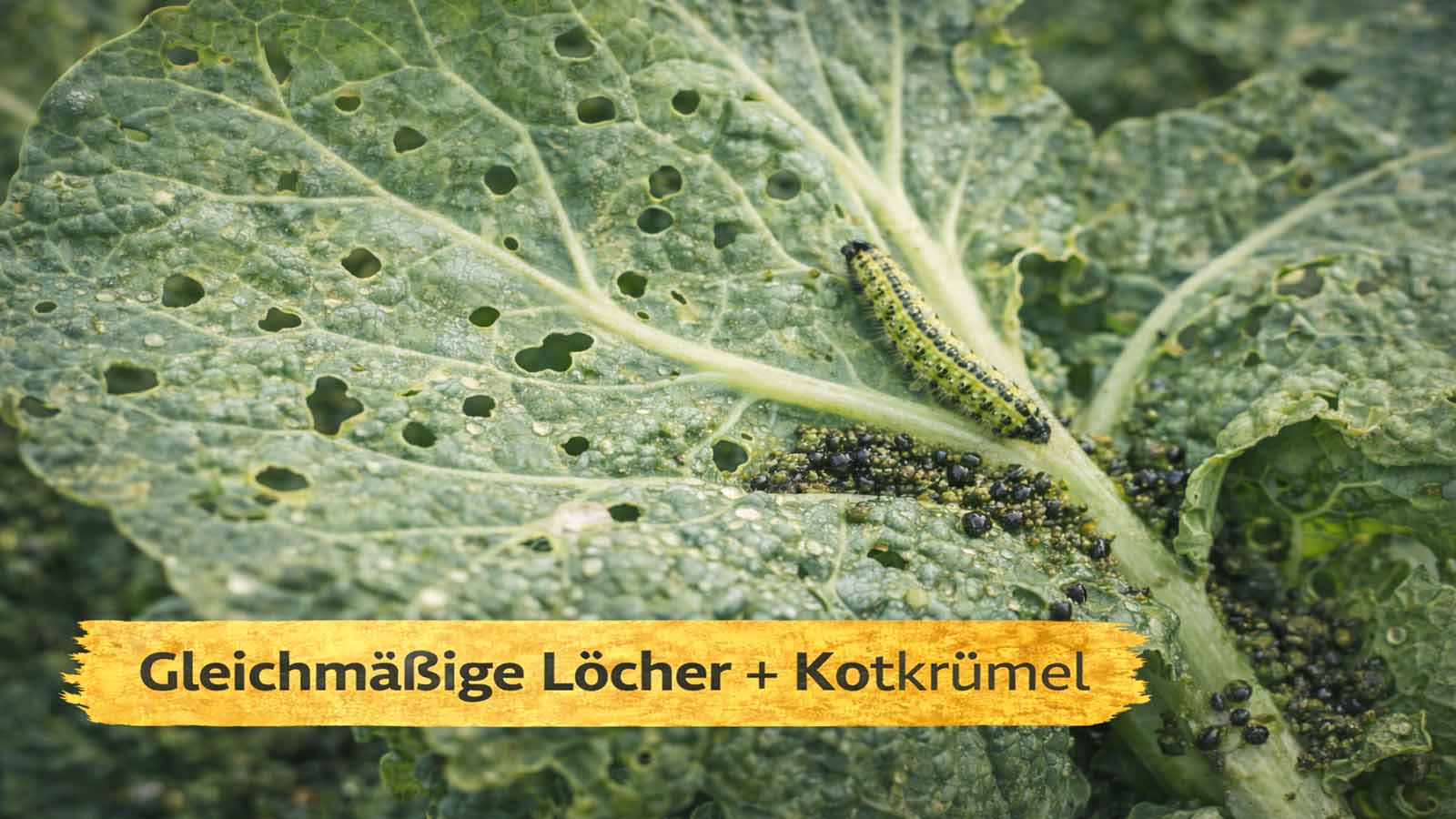 Kohlblatt mit vielen kleinen, gleichmäßigen Fraßlöchern und dunklen Kotkrümeln in der Blattachsel; Raupe sitzt nahe der Blattader, Tau macht die Krümel gut sichtbar.