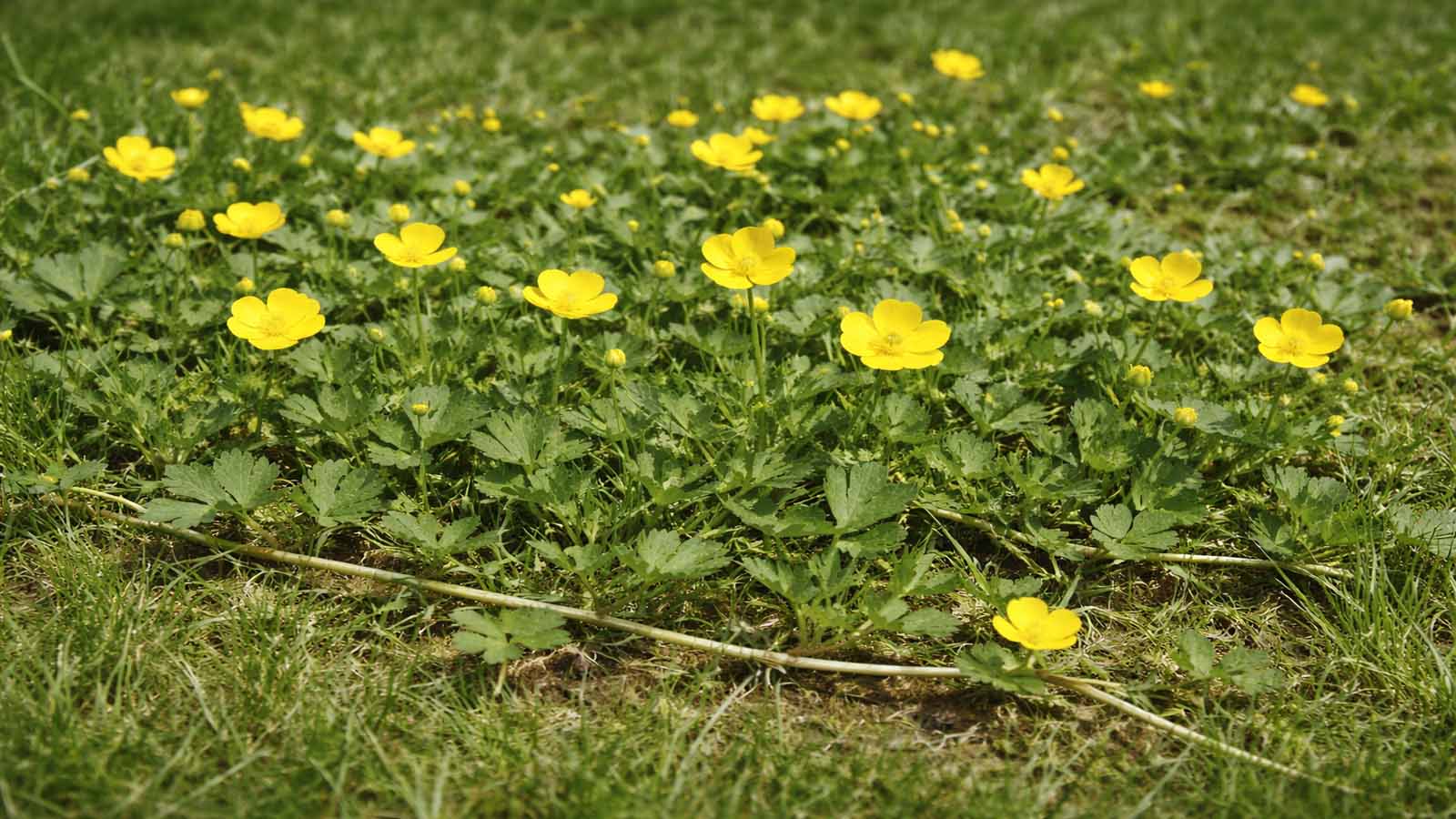 Dichter Bestand von Kriechendem Hahnenfuß im Rasen mit flach kriechendem Wuchs, sichtbaren Ausläufern am Boden und zahlreichen gelben, glänzenden Blüten zwischen grünem Gras.