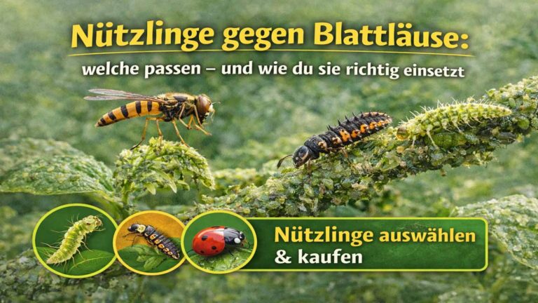 Nützlinge gegen Blattläuse: welche passen – und wie du sie richtig einsetzt