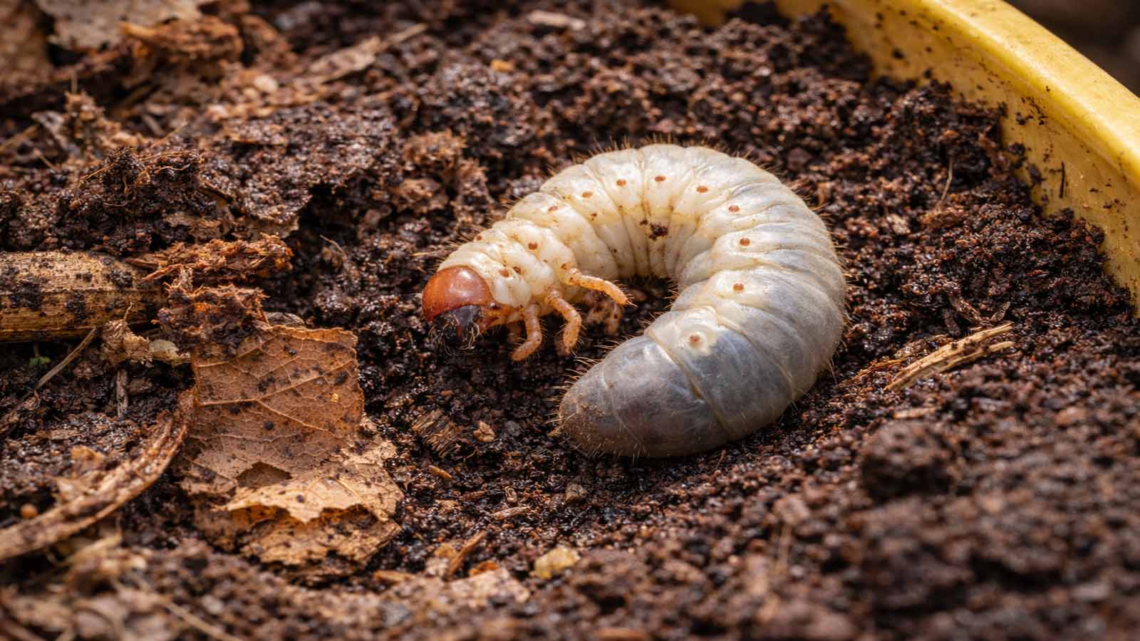 Rosenkäfer-Engerling (cremeweiße C-Larve) in Kompost/Laubmulch zwischen verrottendem Pflanzenmaterial.