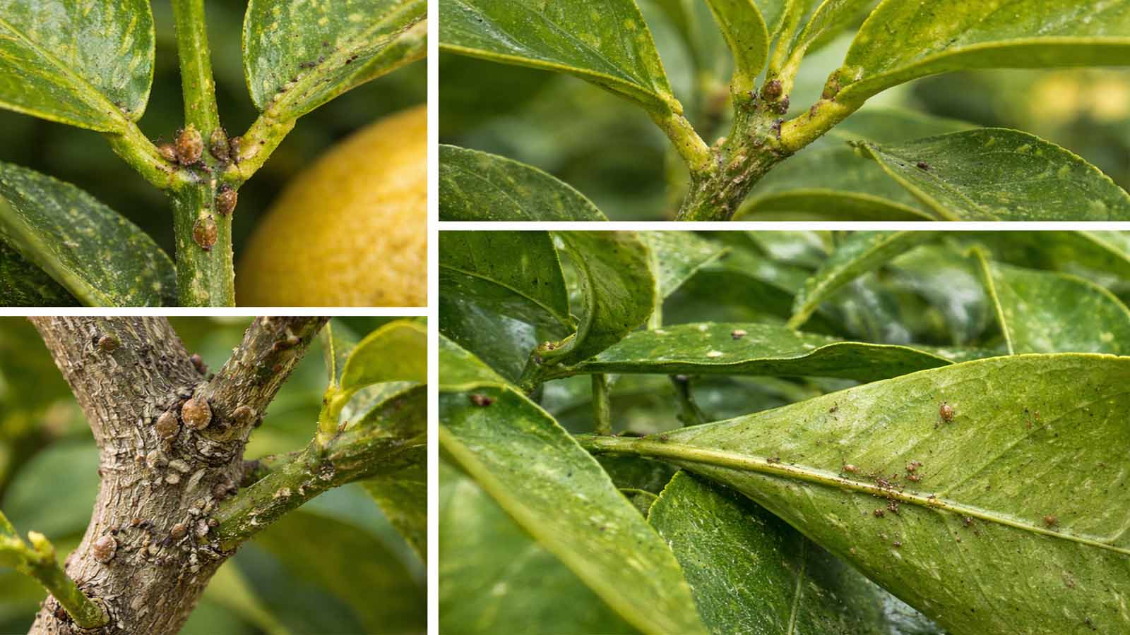 Bildcollage einer Zitruspflanze mit Schildläusen an Blattstielen, Triebgabeln, verholzten Bereichen sowie auf Blattunterseiten nahe der Adern und im dichten inneren Blattwerk.