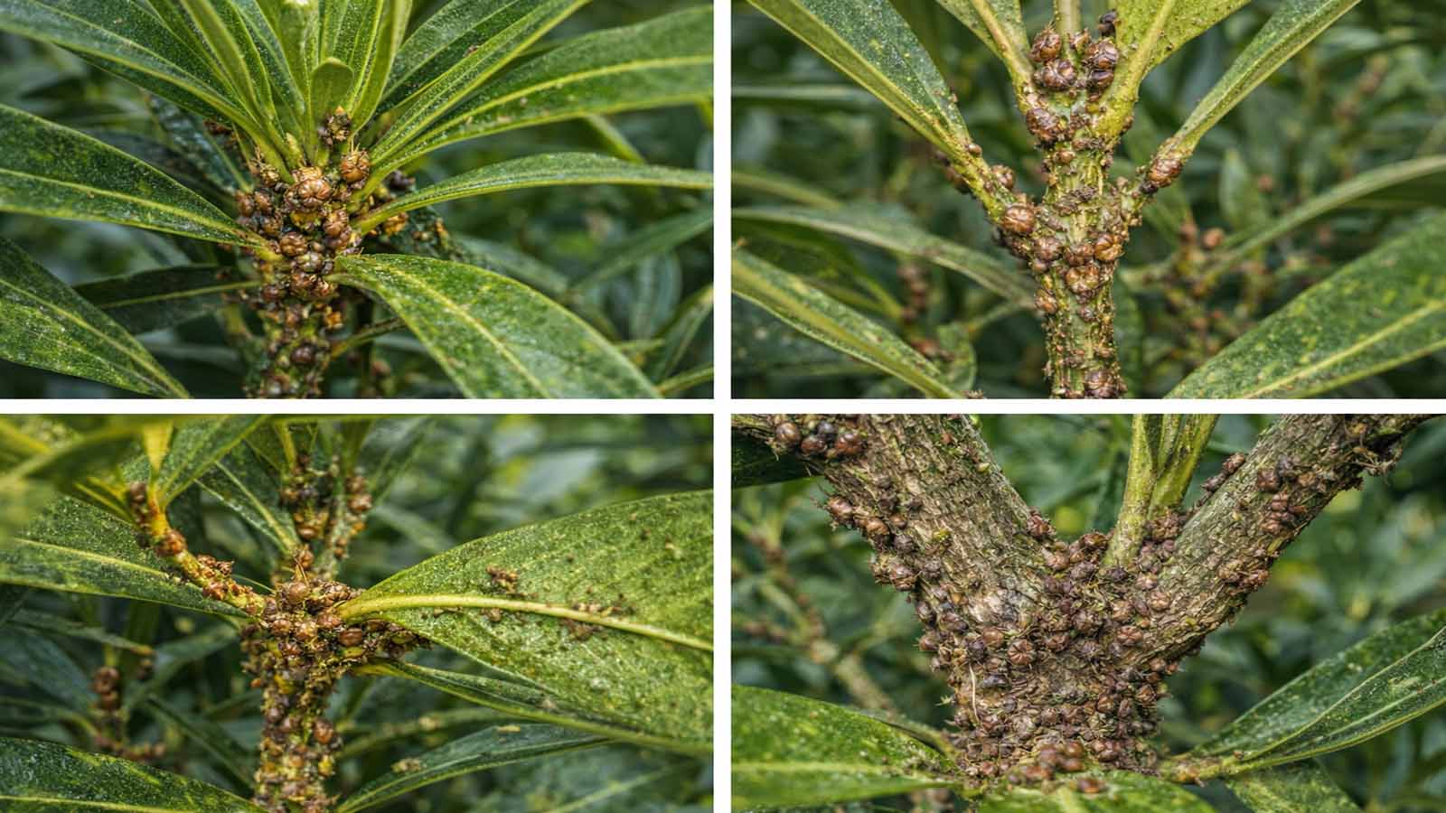 Bildcollage eines Oleanders mit Schildläusen an Blattquirlen, Triebansätzen und Triebgabeln, auf Blattunterseiten im schattigen Inneren sowie an verholzten, älteren Trieben im dichten Pflanzeninneren.