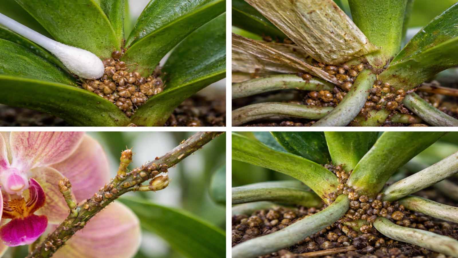 Bildcollage einer Phalaenopsis-Orchidee mit Schildläusen an typischen Verstecken: Blattbasis in der Krone, unter anliegenden Blattscheiden, am Blütenstiel mit Verzweigungen sowie zwischen Luftwurzeln und Stamm.