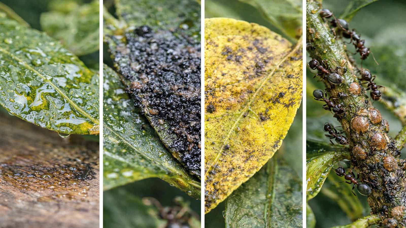 Viergeteilte Nahaufnahme: klebriger Honigtau auf Blatt, schwarzer Rußtau-Belag, vergilbtes Blatt und Ameisen an schildlausbefallenem Trieb – ohne Text.