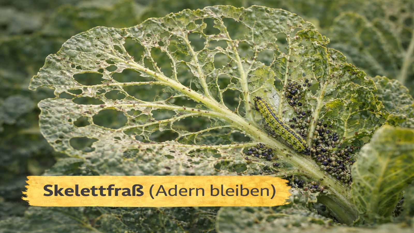 Kohlblatt mit Skelettfraß: Blattflächen fehlen fast komplett, nur das Adergerüst bleibt; Raupe sitzt am Blatt, daneben viele dunkle Kotkrümel als Hinweis auf aktiven Fraß.