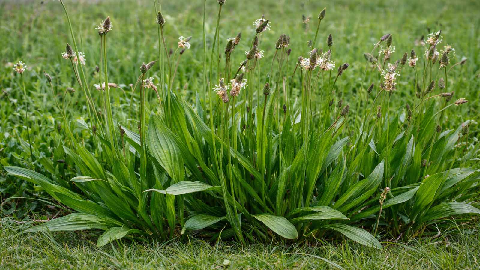 Querformat-Nahaufnahme von Spitzwegerich (Plantago lanceolata) in einer Wiesen-/Rasenfläche: dichte Rosetten mit langen, lanzettlichen Blättern und gut sichtbaren parallelen Blattnerven; viele schlanke Stiele mit Ähren/Samenständen.