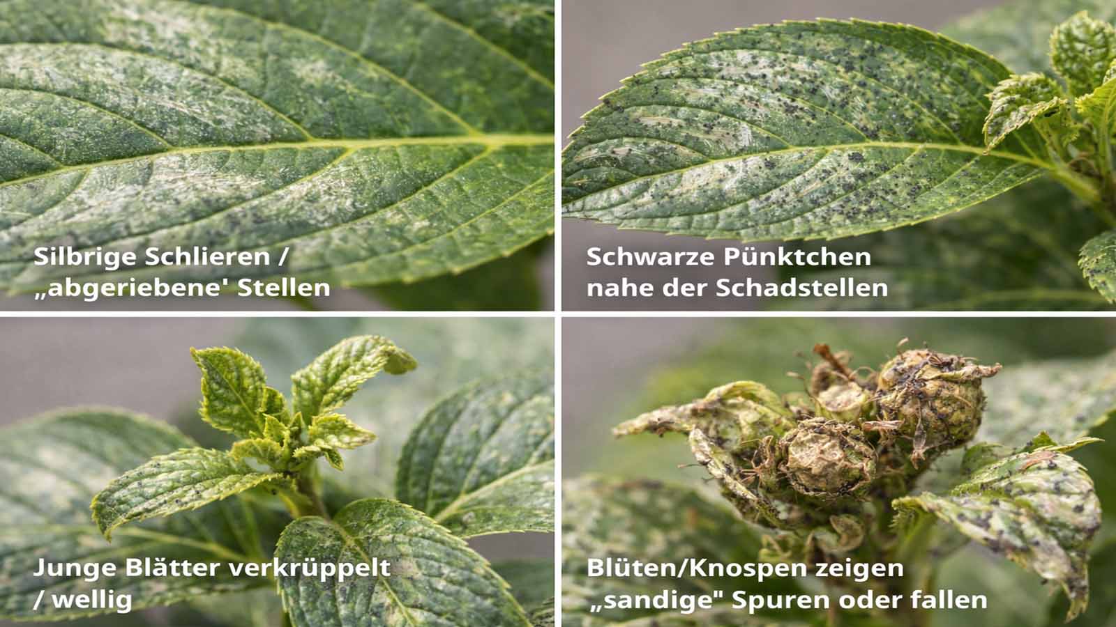 Vierer-Collage mit Thripse-Schäden: silbrige, abgeriebene Schlieren auf Blatt; schwarze Kotpünktchen in Schadstellen; junger Neuaustrieb wellig/verkrüppelt; geschädigte, vernarbte Knospen/Blüten.