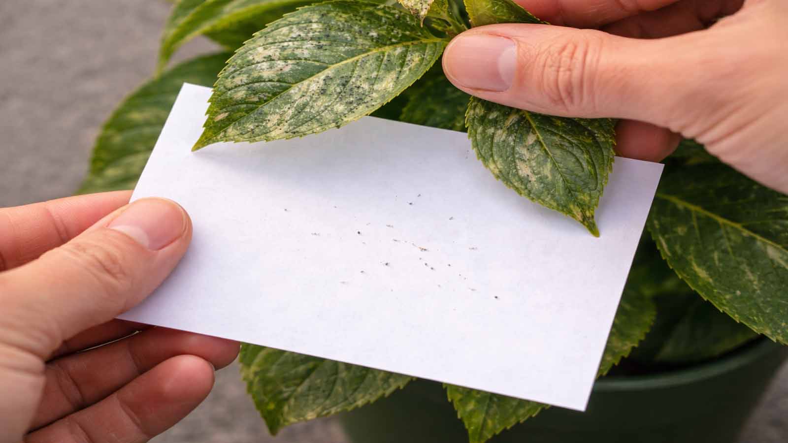 Hände halten ein weißes Blatt Papier unter ein thrips-geschädigtes Blatt und klopfen leicht; auf dem Papier liegen winzige längliche Insekten („Striche“), die als Thripse erkennbar sind; Tageslicht, Nahaufnahme.