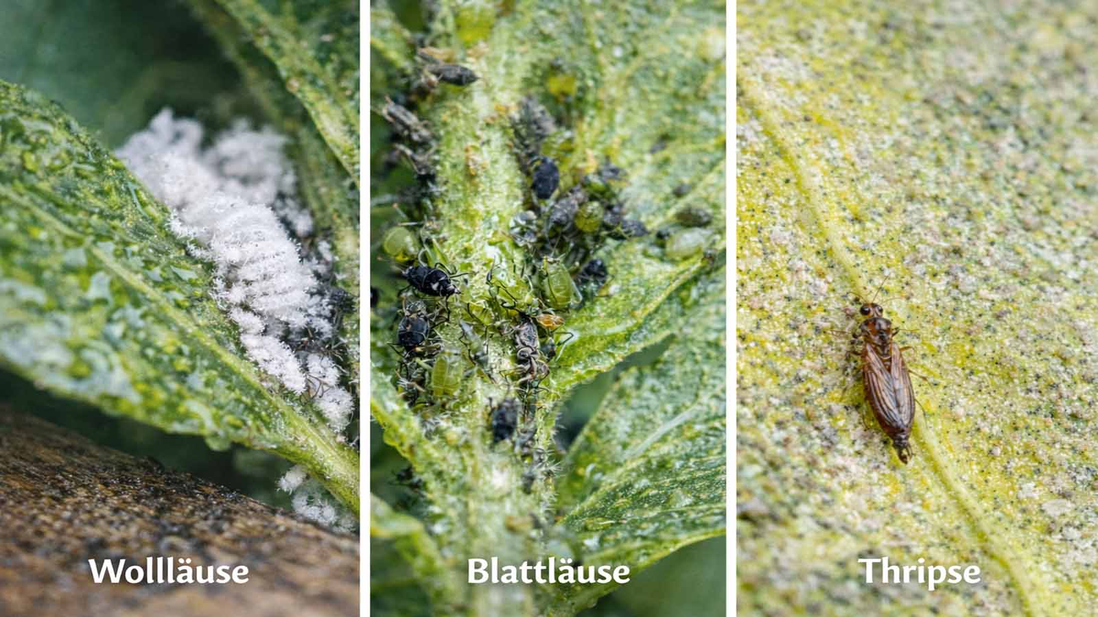 Dreigeteilte Nahaufnahme zum Vergleich: links Wollläuse (wattig weiß), mittig Blattläuse (grüne/schwarze Gruppen an Trieb), rechts Thrips (schlankes Insekt) auf Blattoberfläche.