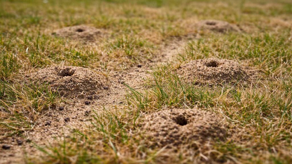 Ameisen im Rasen: kleine krümelige Häufchen und Öffnungen, typisch bei Trockenstress.