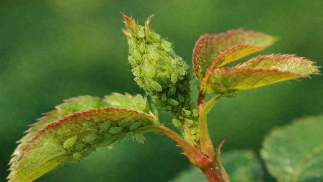 Blattläuse sitzen bevorzugt an jungen Triebspitzen, Knospen und auf Blattunterseiten.