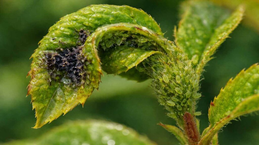 Gekräuselte junge Blätter und klebriger Honigtau sind typische Anzeichen für Blattläuse.