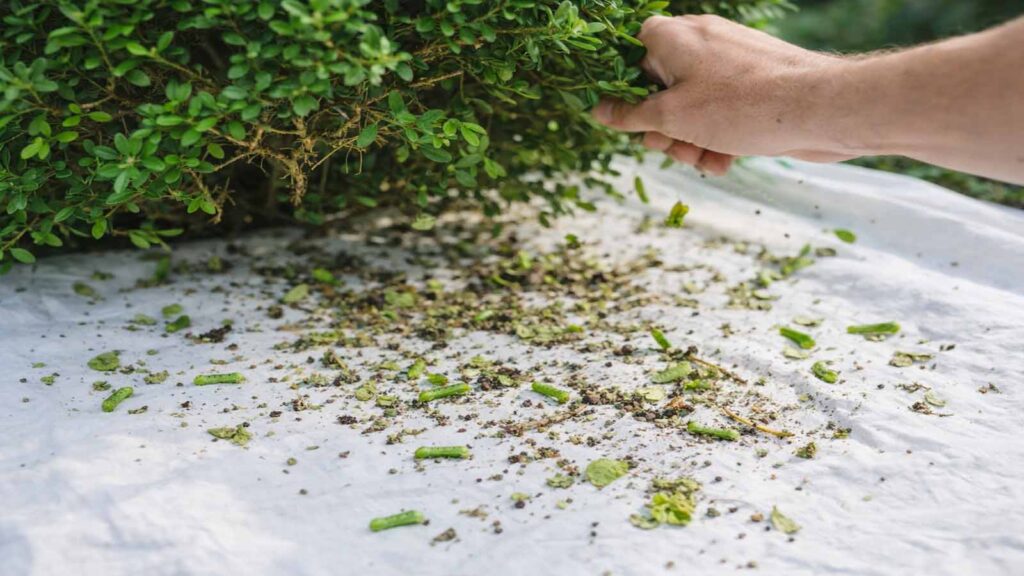 Klopftest: Weiße Plane unter dem Buchs, nach dem Klopfen liegen Raupen, Blattreste und Krümel darauf.