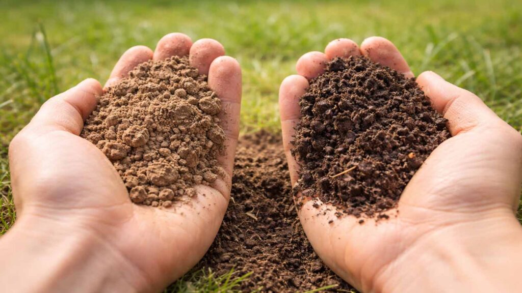 Boden-Test im Rasen: krümelig-staubig (trocken) im Vergleich zu dunkler, feuchter Erde.