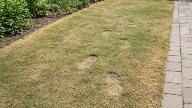 Zu wenig gegossen: Rasen wirkt matt, Fußspuren bleiben sichtbar und Kanten kippen zuerst.