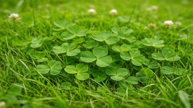 Klee im Rasen mit typischen dreiteiligen Blättern und niedrigem, teppichartigem Wuchs.