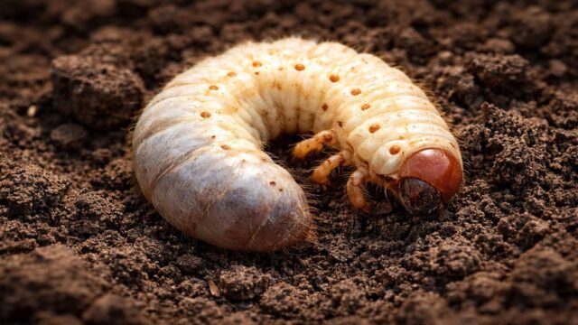 C-förmiger, kräftiger Engerling in der Erde – typischer Larventyp, der harmlos oder wurzelfressend sein kann.