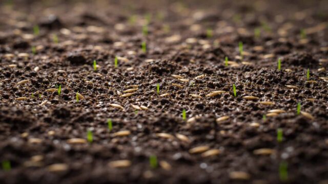 Keimphase bei Nachsaat: Samen/Keimlinge an der Oberfläche, oberste Bodenschicht gleichmäßig feucht.