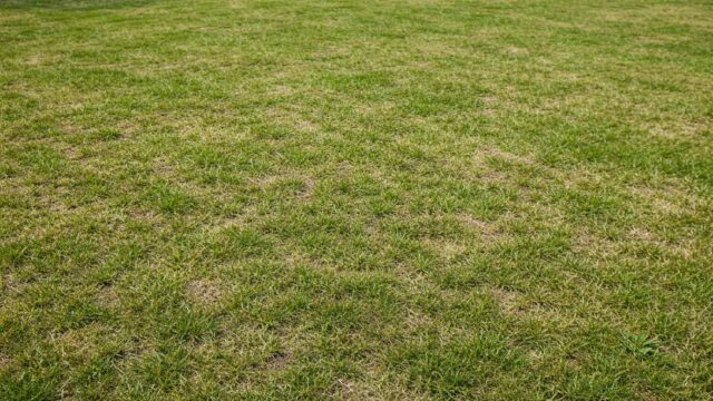 Dünner Rasen mit vielen kleinen Lücken, aber insgesamt noch grün – typisch für Nachsaat.