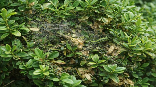 Buchsbaum mit Gespinsten und Kotkrümeln im Inneren – typisches Befallsbild beim Buchsbaumzünsler.
