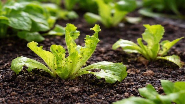 Schneckenfraß an jungen Keimlingen: zarte Blätter und Triebspitzen sind stark angeknabbert.