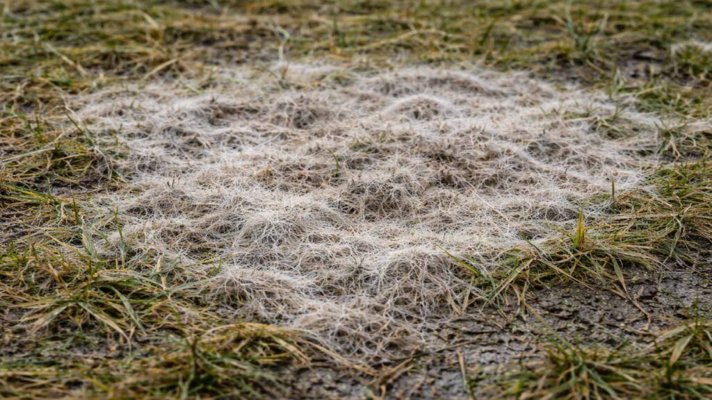 Schneeschimmel-Optik im Rasen: grauweißer, filziger Belag und zusammengeklebte Halme.