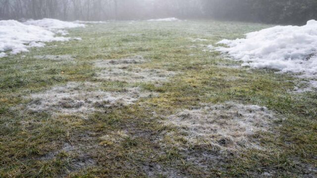 Rasen im Spätwinter nach Tauwetter: lange feucht, trocknet schlecht ab – typischer Zeitraum für Schneeschimmel.