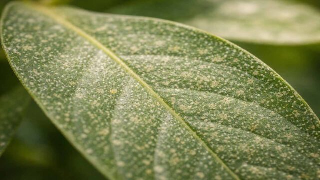 Spinnmilben-Symptom: viele helle punktförmige Sprenkel auf dem Blatt statt runder Flecken.