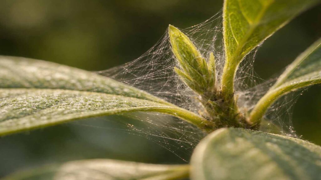 Feinste Spinnmilben-Gespinste an Triebspitzen und zwischen Blattstielen/Blattadern als Schutzfäden.