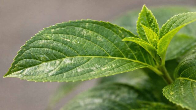 Leichter Thripse-Befall: wenige silbrige Schabestellen am Blatt, kaum schwarze Kotpunkte.