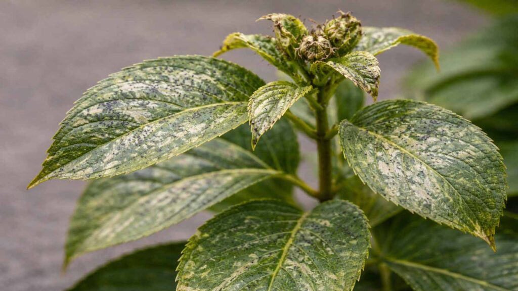 Starker Thripse-Befall: viele Triebe betroffen, Knospen/Blüten geschädigt, Neuaustrieb deformiert und Wachstum stoppt.