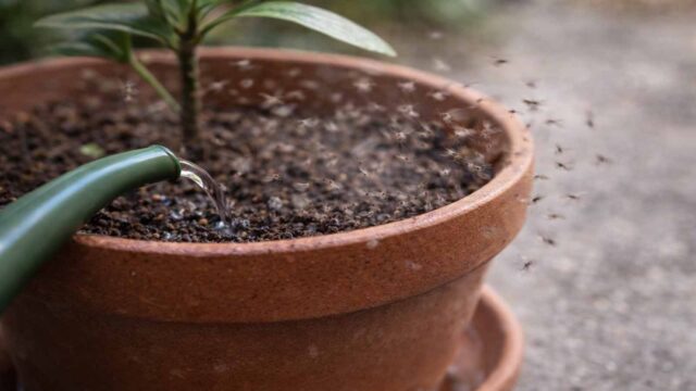 Beim Gießen wirbeln kleine Trauermücken direkt aus dem Topfbereich auf.