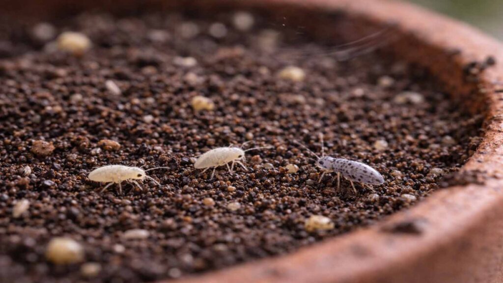 Springschwänze als winzige Substratbewohner auf feuchter Erde – sie springen weg, fliegen aber nicht wie Trauermücken.