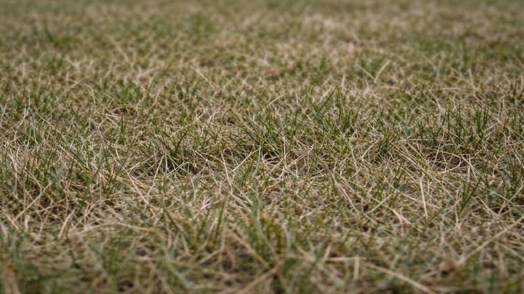 Nahaufnahme: trockene, stumpf wirkende Grashalme – nicht mehr saftig.