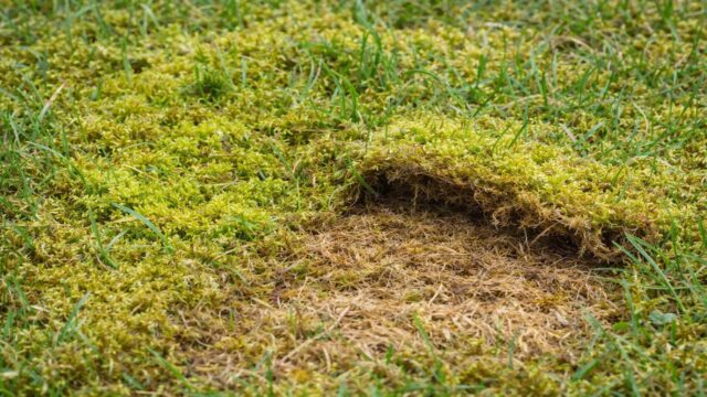 Verfilzte Rasenoberfläche mit Moos und strohiger Schicht – typisches Problem, das Vertikutieren oben löst.