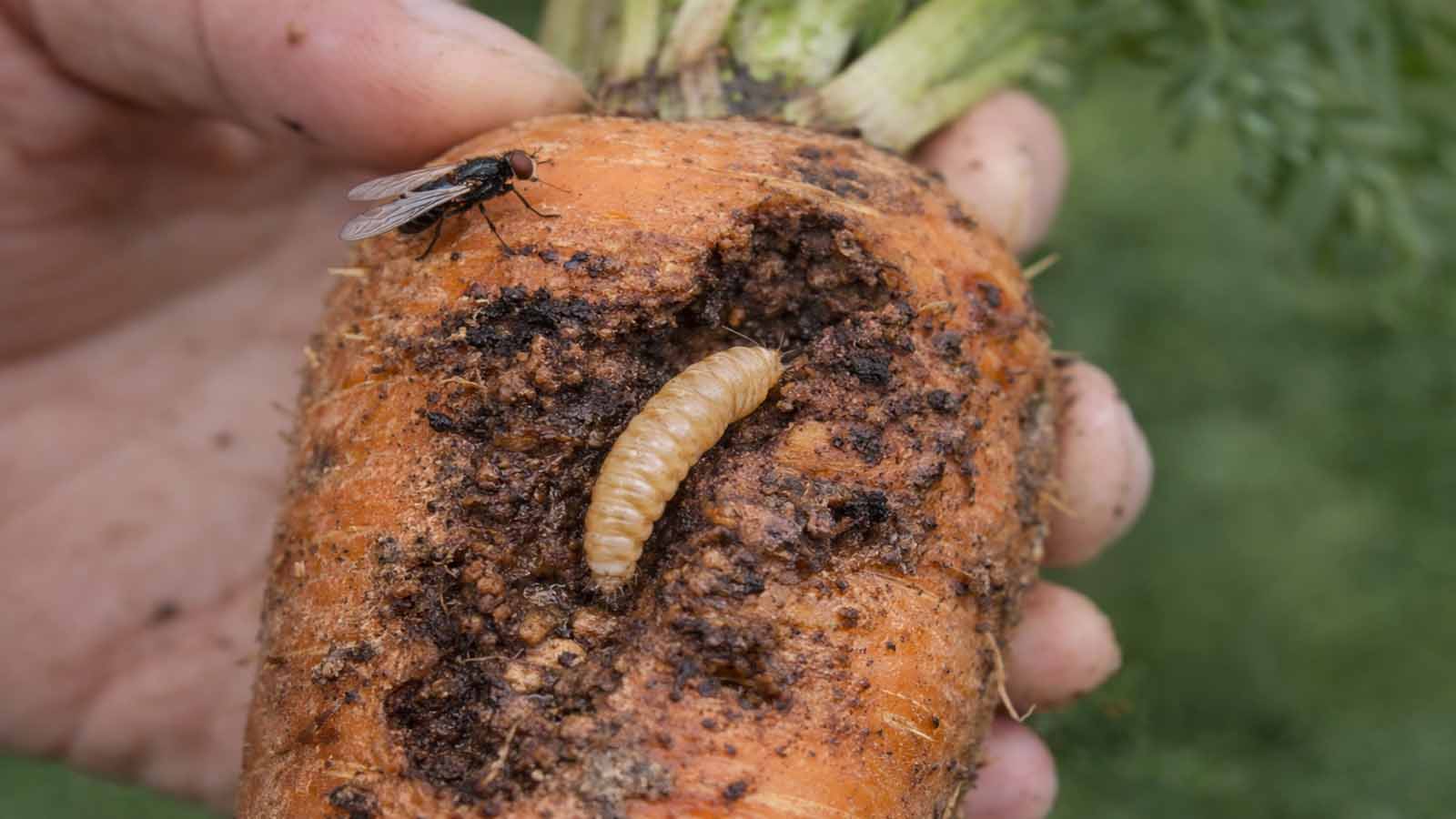 Nahaufnahme einer von Möhrenfliege geschädigten Karotte mit sichtbarer Larve, Fraßschäden und einer adulten Möhrenfliege im Garten.