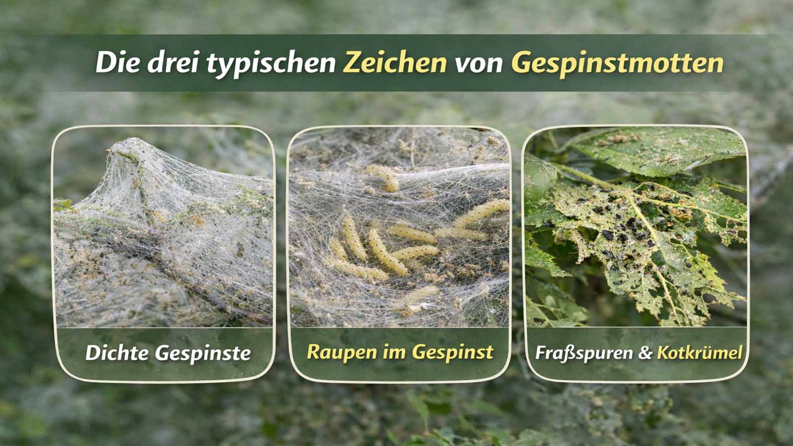 Vergleichsbild mit drei typischen Anzeichen eines Gespinstmottenbefalls: dichte weiße Gespinste an Trieben, helle Raupen im Gespinst sowie Fraßspuren und Kotkrümel an angefressenen Blättern.
