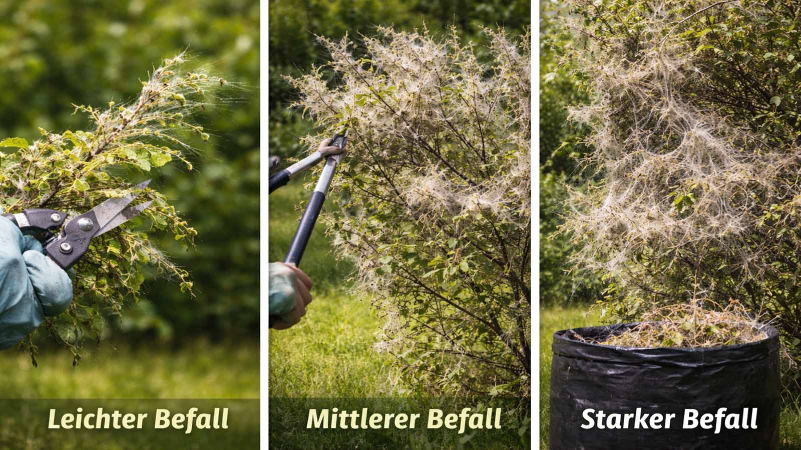 Drei nebeneinander gezeigte Stadien eines Gespinstmotten-Befalls an Sträuchern: leicht, mittel und stark, mit unterschiedlich dichter Gespinstbildung.