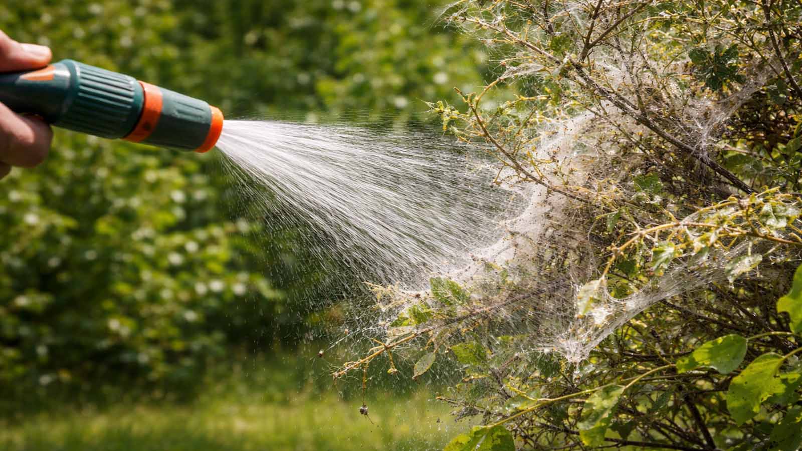 Kräftiger Wasserstrahl trifft einen locker eingesponnenen Strauch und löst Gespinste sowie Raupen von den Trieben.
