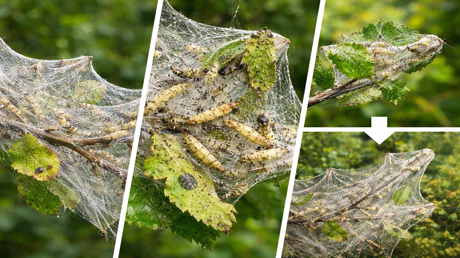Querformatiges Detailbild mit mehreren Ansichten von Gespinstmotten-Befall an Zweigen: äußere Gespinste an Blättern und Trieben, kleine Raupen im Gespinst, dunkle Kotkrümel, angefressene Blätter und der Verlauf von kleinem zu flächigem Befall.